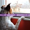 探寻2024澳门正版猛虎报资料：最新猛虎预测与分析大揭秘