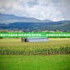 (我的农场旧版本)体验乡村生活的乐趣——探索我的农场旧版游戏
