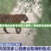 维持安宁：百公里范围内未有老虎伤人事件，当地野生动物保护工作成效显著