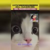 一起躲个猫2024最新版本下载-一起躲个猫无限金币不用实名下载v.4.16