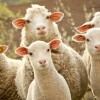 肉鸽鱼吃鱼中文版无广告下载-肉鸽鱼吃鱼内置功能菜单下载v.9.68