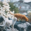 某怪猫风格肉鸽射击下载最新版本-某怪猫风格肉鸽射击玩穿越下载v.0.50