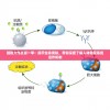 细胞大作战第一季：揭示生命奥秘，带你深度了解人体免疫系统运作机制