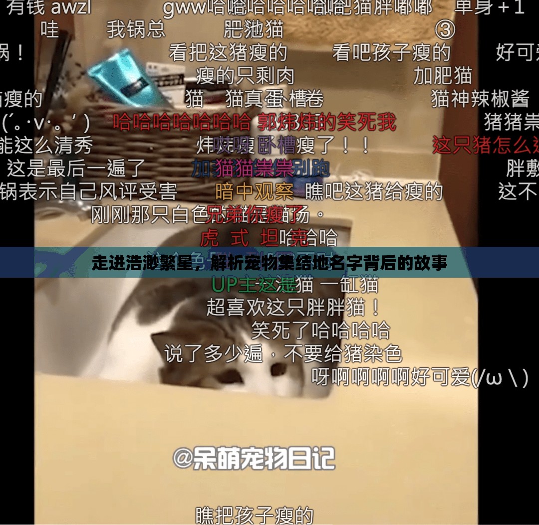 走进浩渺繁星，解析宠物集结地名字背后的故事
