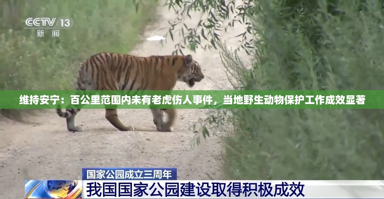 维持安宁：百公里范围内未有老虎伤人事件，当地野生动物保护工作成效显著