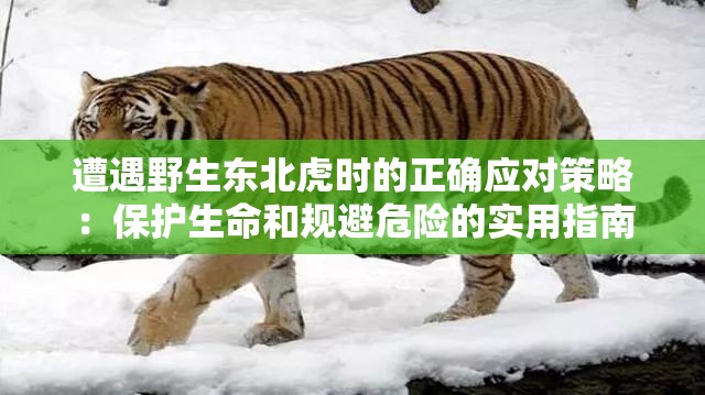 遭遇野生东北虎时的正确应对策略：保护生命和规避危险的实用指南