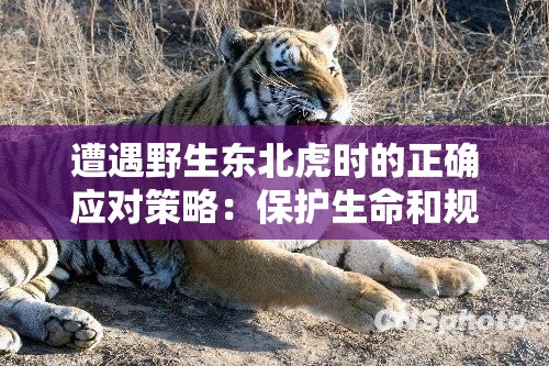 遭遇野生东北虎时的正确应对策略：保护生命和规避危险的实用指南
