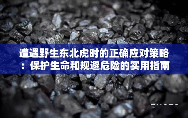 遭遇野生东北虎时的正确应对策略：保护生命和规避危险的实用指南