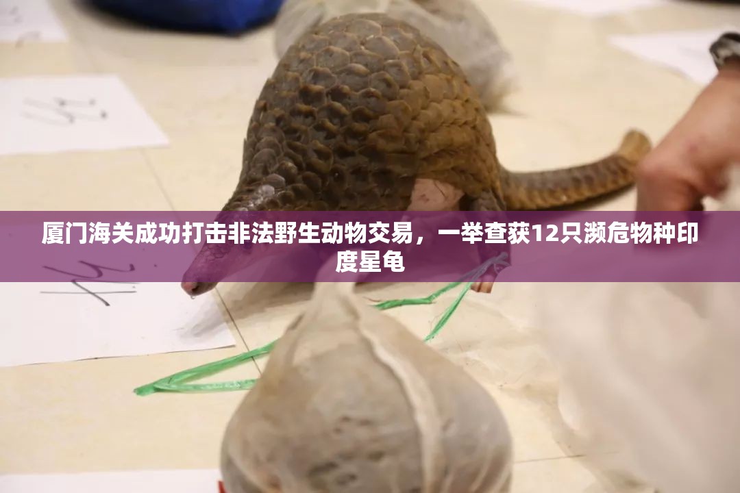 厦门海关成功打击非法野生动物交易，一举查获12只濒危物种印度星龟