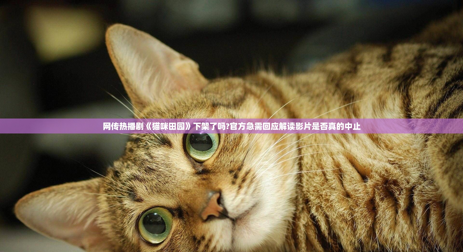 网传热播剧《猫咪田园》下架了吗?官方急需回应解读影片是否真的中止