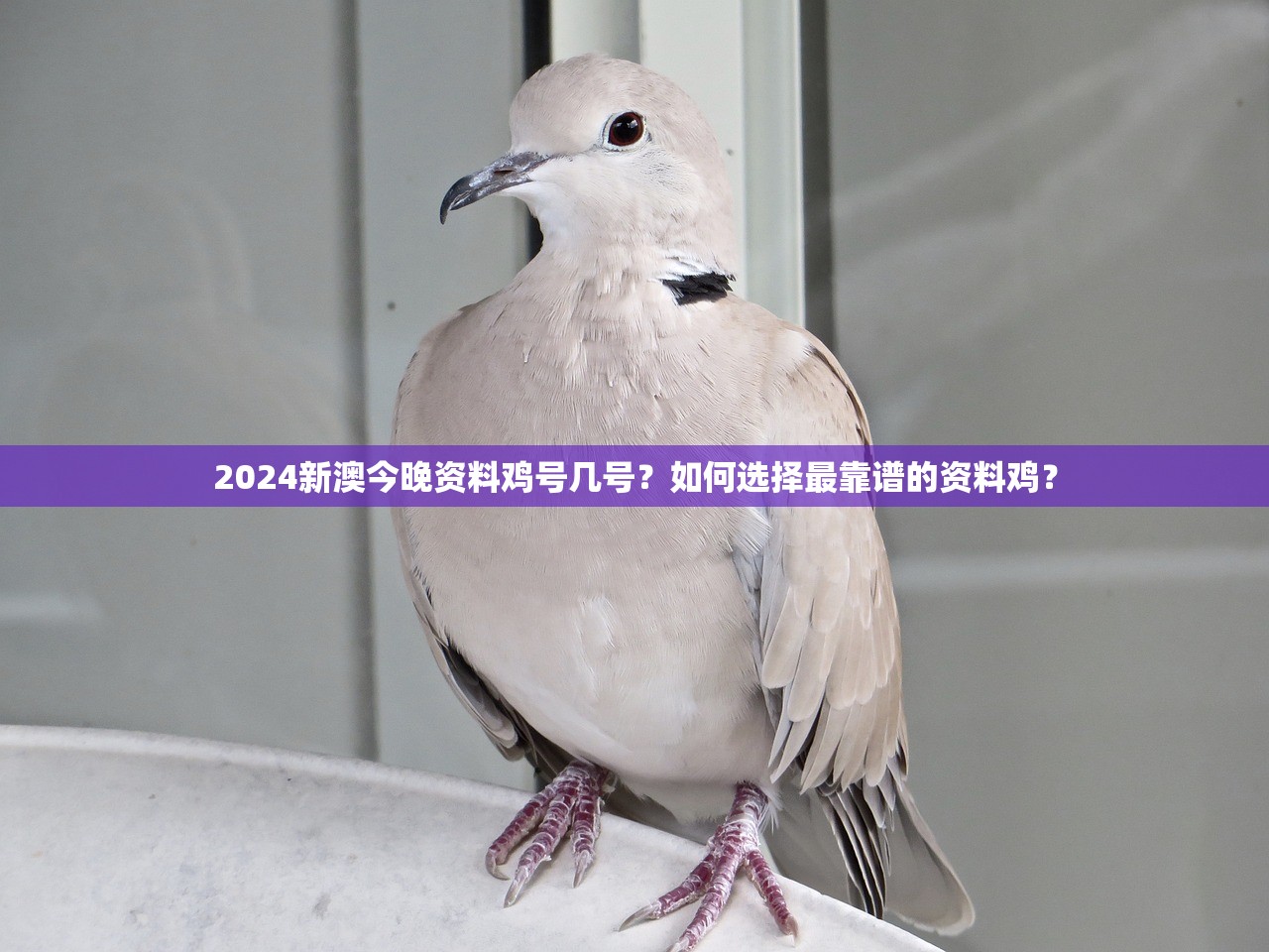 2024新澳今晚资料鸡号几号？如何选择最靠谱的资料鸡？