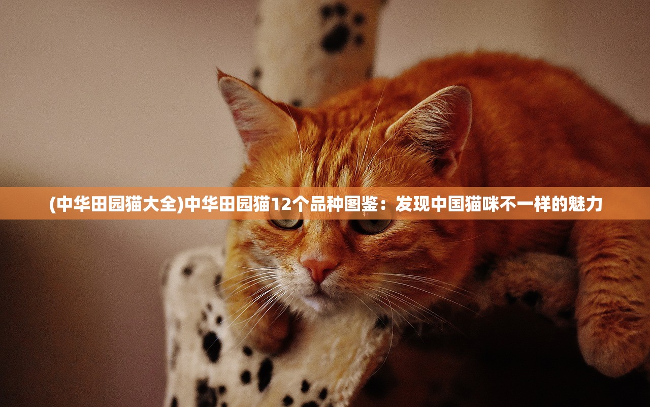 (中华田园猫大全)中华田园猫12个品种图鉴：发现中国猫咪不一样的魅力