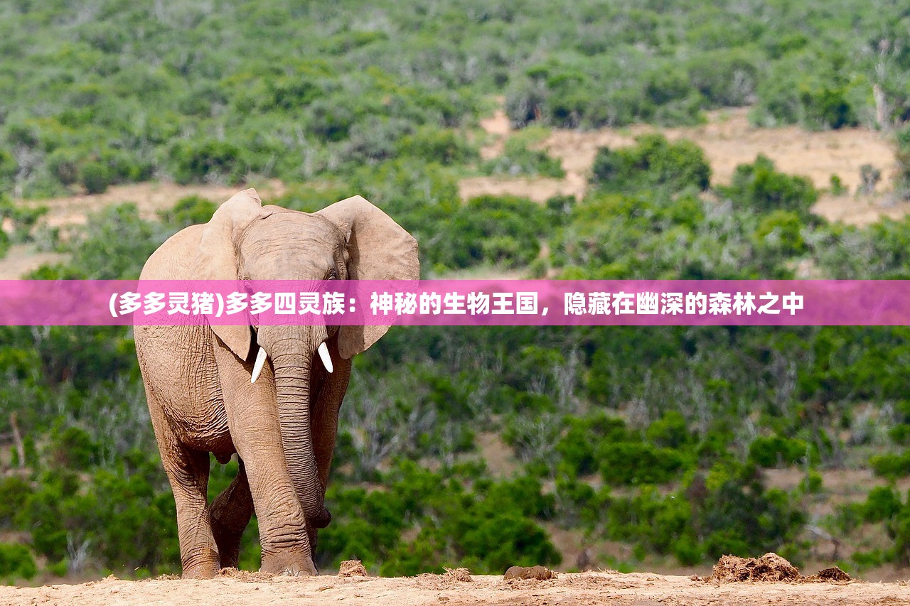 (多多灵猪)多多四灵族：神秘的生物王国，隐藏在幽深的森林之中