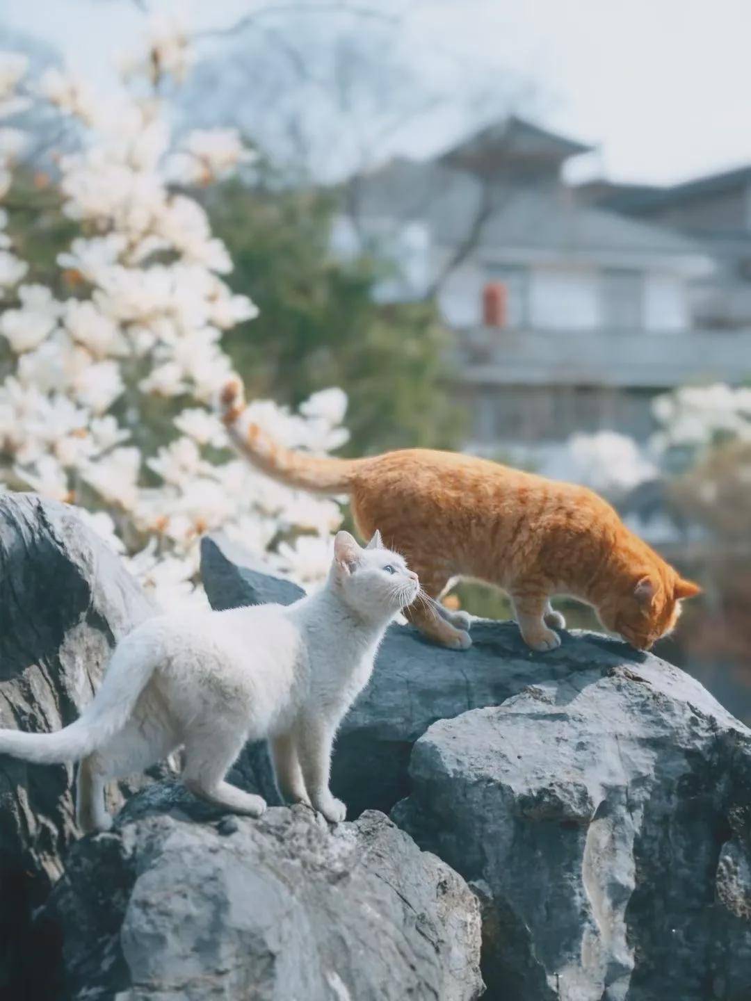 某怪猫风格肉鸽射击下载最新版本-某怪猫风格肉鸽射击玩穿越下载v.0.50
