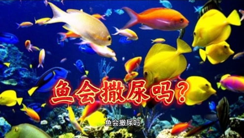 肉鸽鱼吃鱼免广告版中文版安卓下载-肉鸽鱼吃鱼免广告版手游正版下载v.9.50